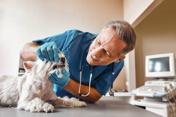 Best Emergency Denture Repair in Harlowton, MT